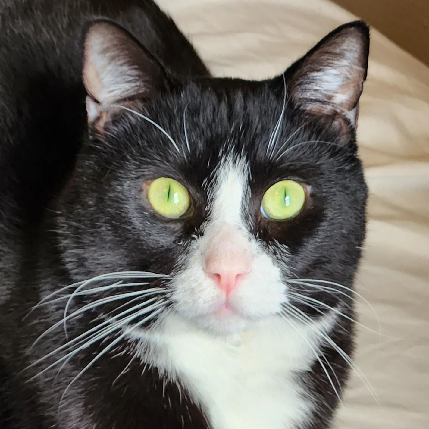 Salem Dynamics Profile Image